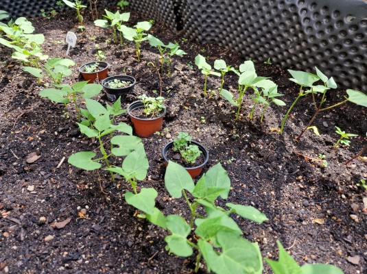 Záhonky pro školky MŠ BoTa/Táborská