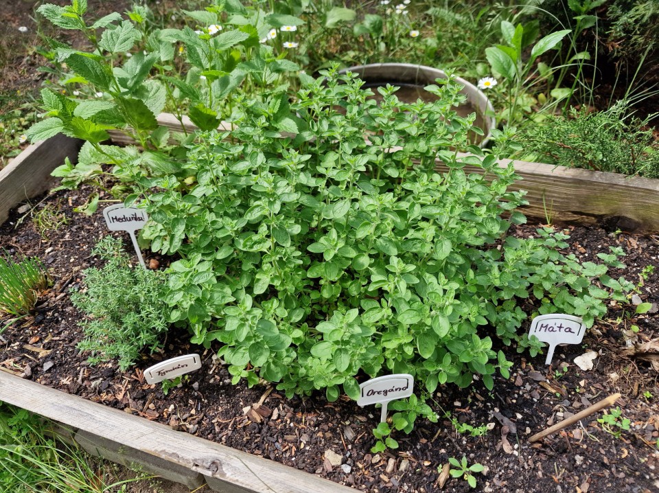 Záhonky pro školky MŠ BoTa/Táborská