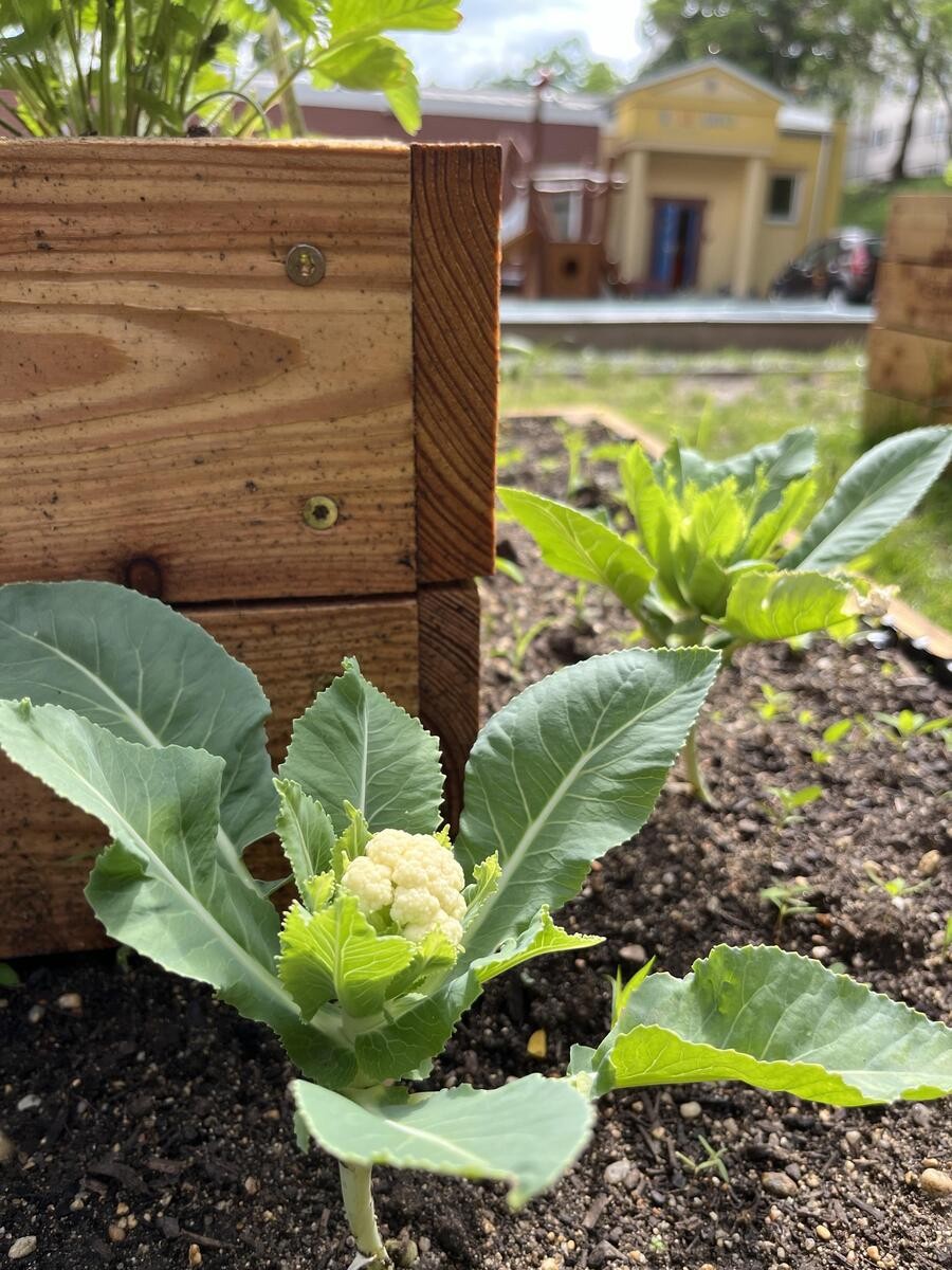 Záhonky pro školky MŠ BoTa/Boleslavova