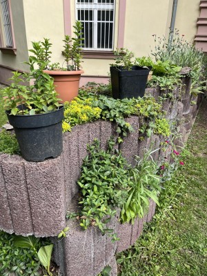 Záhonky pro školky MŠ BoTa/Boleslavova