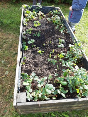 Záhonky pro školky MŠ Kavčí hory/Kaplická