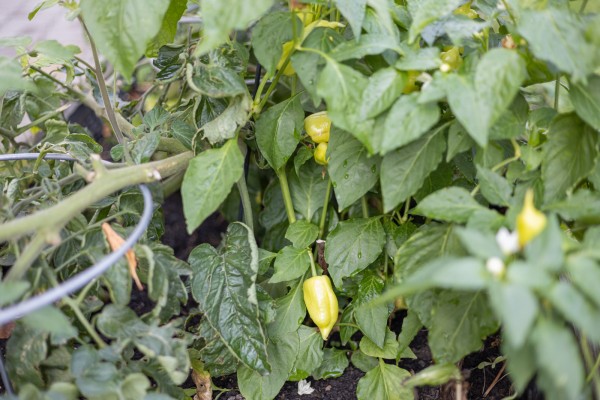 Záhonky pro školky MŠ Němčická