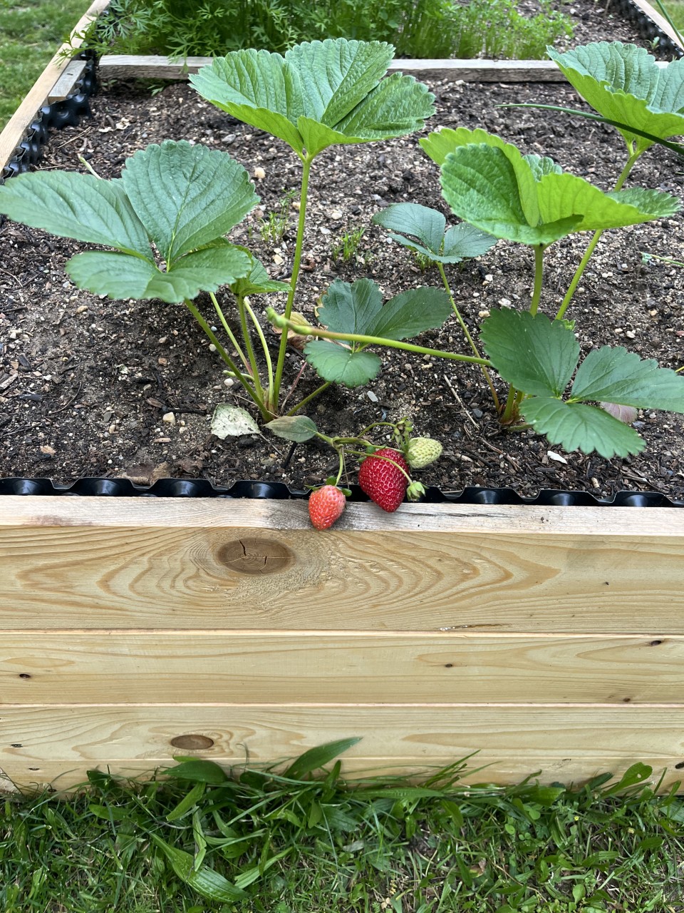 Záhonky pro školky MŠ Trojlístek/Točitá