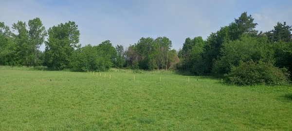 Nesekané trávníky