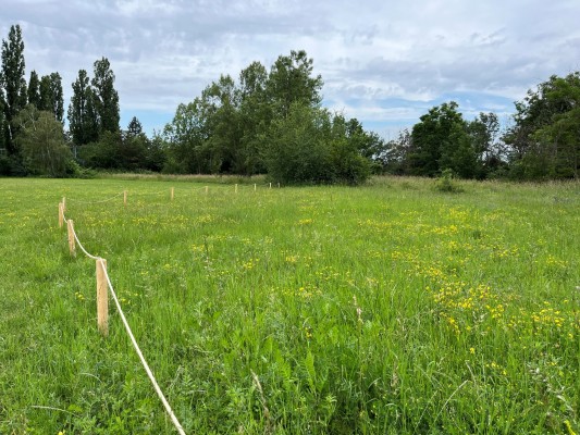 Nesekané trávníky