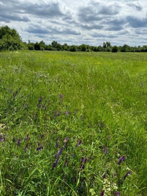 Nesekané trávníky