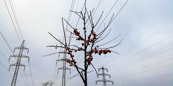 Výsadba 40 ovocných stromů v historickém sadu Třešňovka