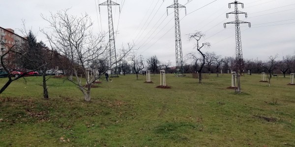Výsadba 40 ovocných stromů v historickém sadu Třešňovka