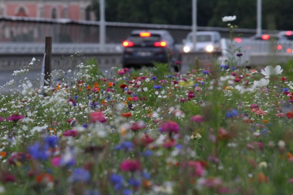 Louka na 5. května poblíž Nuselského mostu