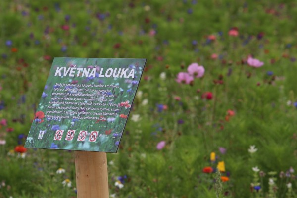 Louka u ÚMČ Praha 4 na Antala Staška