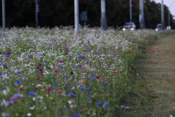 Louka na Modřanské blízko TRAM Přístaviště
